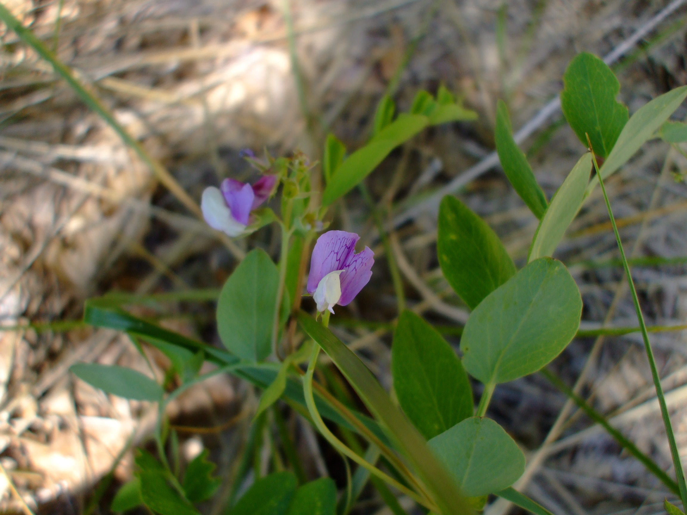 Lathyrus japonicus